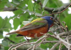 Passerina ciris