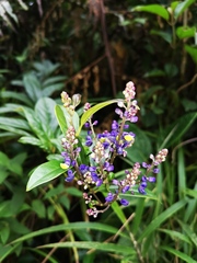 Monnina parasylvatica