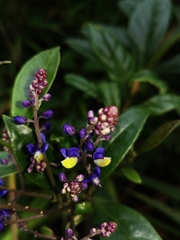 Monnina parasylvatica