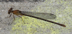 Argia