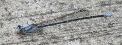 Argia moesta