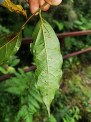 Ocotea holdridgeana