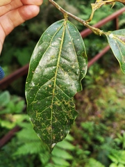Ocotea holdridgeana
