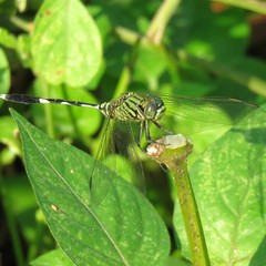 Orthetrum sabina