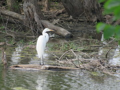 Ardea alba