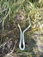 Thamnophis sirtalis