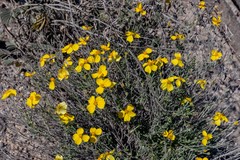 Psilostrophe cooperi