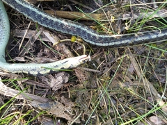 Thamnophis sirtalis