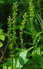 Platanthera flava flava
