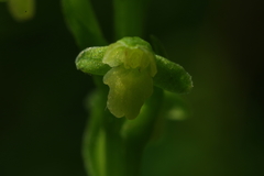 Platanthera flava flava