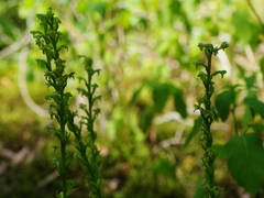 Platanthera flava flava