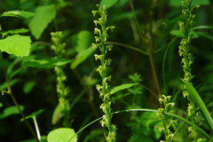 Platanthera flava flava