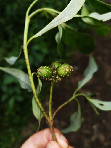 Cornaceae image