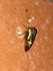 Smiliini