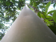 Calycophyllum megistocaulum