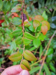 Sphyrospermum buxifolium