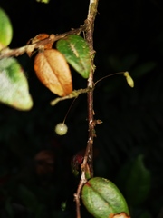 Sphyrospermum buxifolium