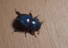 Germarostes globosus