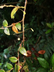 Sphyrospermum buxifolium