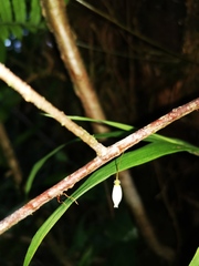 Sphyrospermum buxifolium