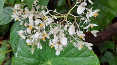 Begoniaceae