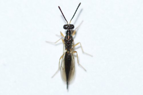 Subfamily Trigonoderinae · iNaturalist