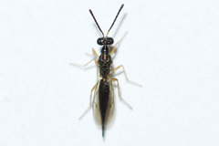 Trigonoderinae