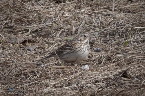 Pooecetes gramineus