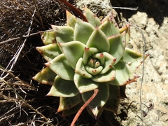 Echeveria agavoides