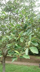 Magnolia compressa
