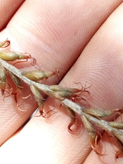 Mesadenus polyanthus