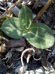 Mesadenus polyanthus