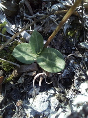 Mesadenus polyanthus