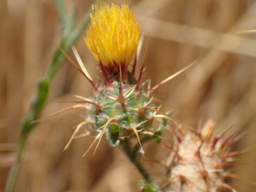 Centaurea melitensis