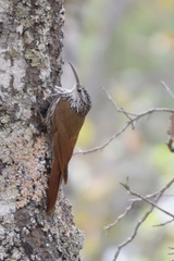 Lepidocolaptes leucogaster