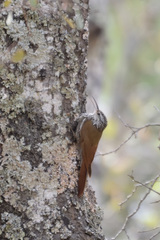 Lepidocolaptes leucogaster