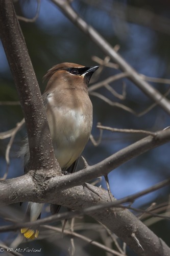 Bombycilla cedrorum