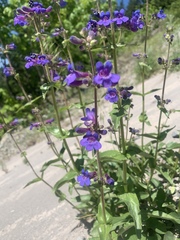 Penstemon subserratus