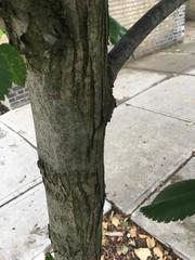 Ulmus americana