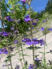 Penstemon subserratus