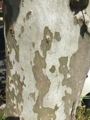 Platanus × hispanica