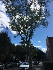 Platanus × hispanica