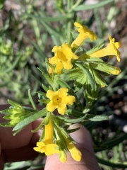 Lithospermum multiflorum
