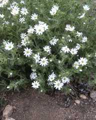 Stellaria dichotoma
