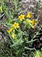 Lithospermum multiflorum