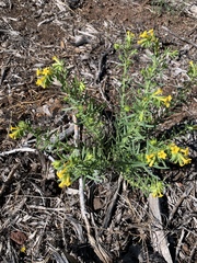 Lithospermum multiflorum