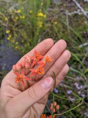 Asclepias lanceolata image