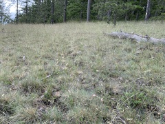 Festuca idahoensis