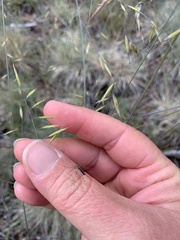 Festuca idahoensis