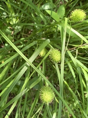 Carex squarrosa